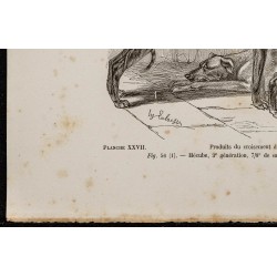 Gravure de 1867 - Croisement du bull-dog et lévrier - 4