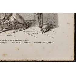 Gravure de 1867 - Croisement du bull-dog et lévrier - 5