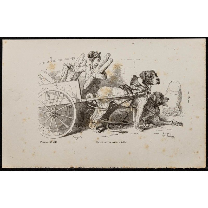 Gravure de 1867 - Chiens mâtins attelés à un chariot - 1
