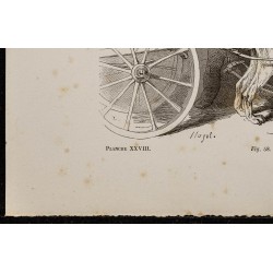 Gravure de 1867 - Chiens mâtins attelés à un chariot - 4