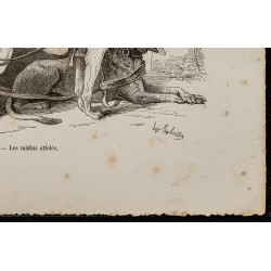 Gravure de 1867 - Chiens mâtins attelés à un chariot - 5