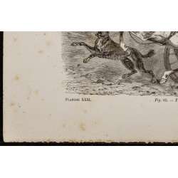 Gravure de 1867 - Chien de berger abattu - 4