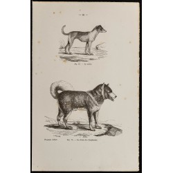 Gravure de 1867 - Chien mâtin et chien des esquimaux - 1