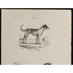 Gravure de 1867 - Chien mâtin et chien des esquimaux - 2