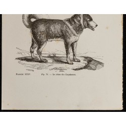 Gravure de 1867 - Chien mâtin et chien des esquimaux - 3
