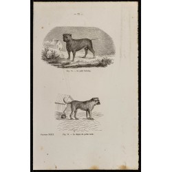 1867 - Petit Bull-dog et dogue