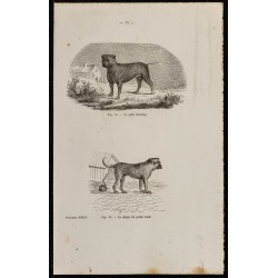 Gravure de 1867 - Petit Bull-dog et dogue - 1