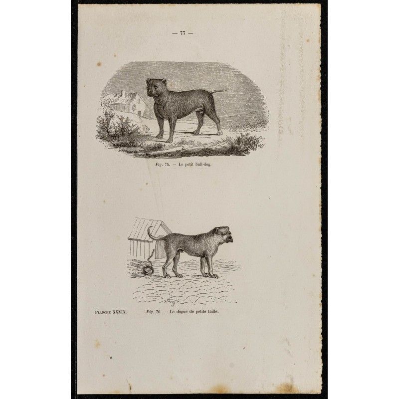 Gravure de 1867 - Petit Bull-dog et dogue - 1