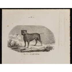 Gravure de 1867 - Petit Bull-dog et dogue - 2