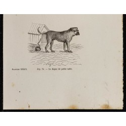 Gravure de 1867 - Petit Bull-dog et dogue - 3