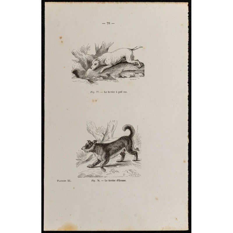 Gravure de 1867 - Chien terrier à poil ras et d’Écosse - 1