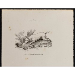 Gravure de 1867 - Chien terrier à poil ras et d’Écosse - 2