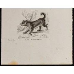Gravure de 1867 - Chien terrier à poil ras et d’Écosse - 3
