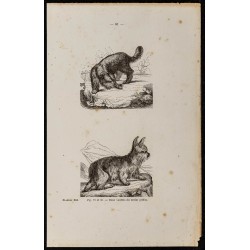 Gravure de 1867 - Chien terrier griffon - 1