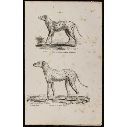 Gravure de 1867 - Chien Dalmatien et grand danois - 1