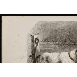 Gravure de 1867 - Chiens de chasse - 2