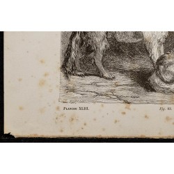 Gravure de 1867 - Chiens de chasse - 4