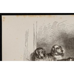 Gravure de 1867 - Chiens de chasse - 2