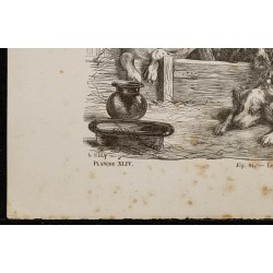 Gravure de 1867 - Chiens de chasse - 4