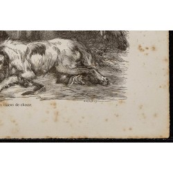 Gravure de 1867 - Chiens de chasse - 5