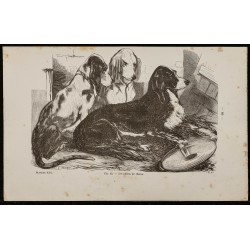 Gravure de 1867 - Chiens de chasse - 1