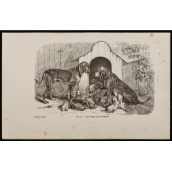 Gravure de 1867 - Chiens de Saint-Hubert - 1