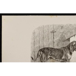 Gravure de 1867 - Chiens de Saint-Hubert - 2