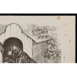 Gravure de 1867 - Chiens de Saint-Hubert - 3