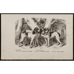 1867 - Chien anglo-poitevin...