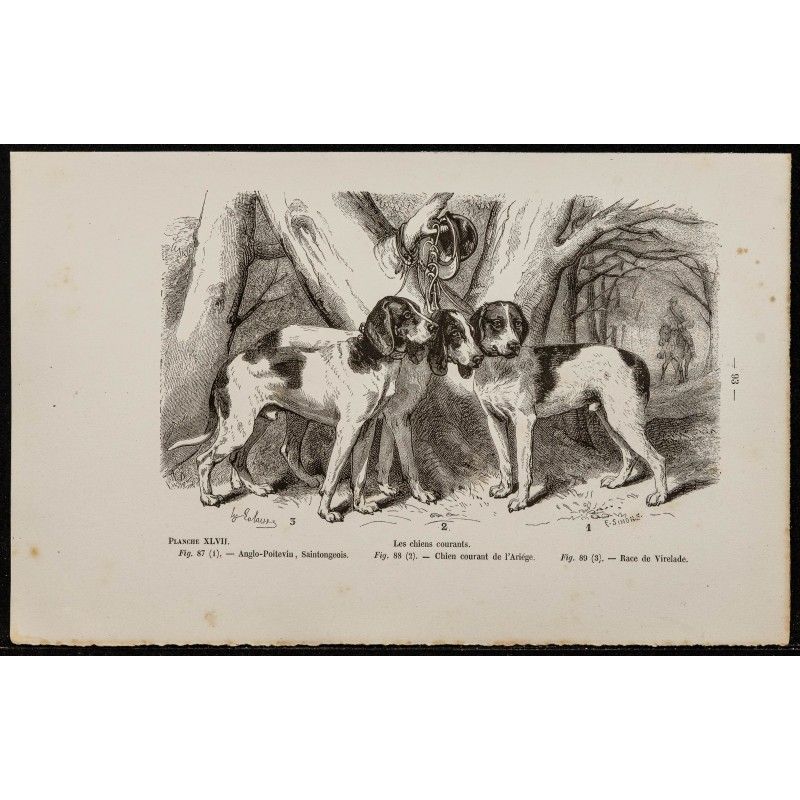 Gravure de 1867 - Chien anglo-poitevin & saintongeois - 1