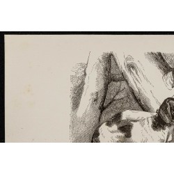 Gravure de 1867 - Chien anglo-poitevin & saintongeois - 2