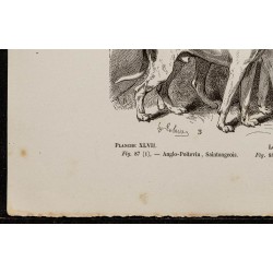 Gravure de 1867 - Chien anglo-poitevin & saintongeois - 4