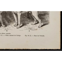 Gravure de 1867 - Chien anglo-poitevin & saintongeois - 5