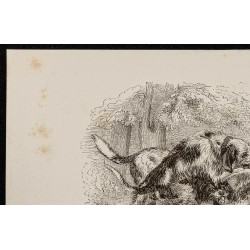 Gravure de 1867 - Chiens griffons - 2