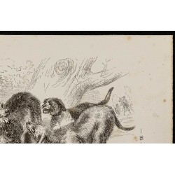 Gravure de 1867 - Chiens griffons - 3