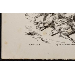 Gravure de 1867 - Chiens griffons - 4