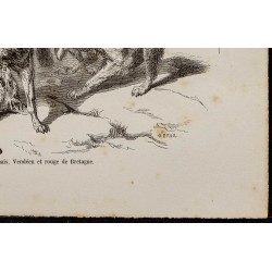 Gravure de 1867 - Chiens griffons - 5