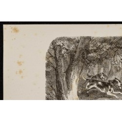 Gravure de 1867 - Chiens harriers & beagles - 2