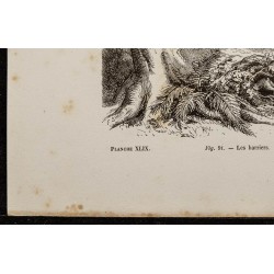 Gravure de 1867 - Chiens harriers & beagles - 4