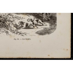 Gravure de 1867 - Chiens harriers & beagles - 5
