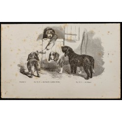 Gravure de 1867 - Chien basset et briquet - 1