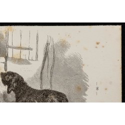 Gravure de 1867 - Chien basset et briquet - 3