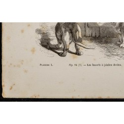 Gravure de 1867 - Chien basset et briquet - 4