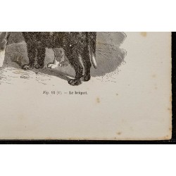 Gravure de 1867 - Chien basset et briquet - 5