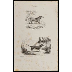 1867 - Chiens bassets