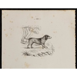 Gravure de 1867 - Chiens bassets - 2