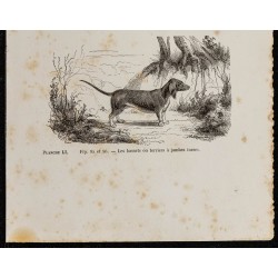 Gravure de 1867 - Chiens bassets - 3