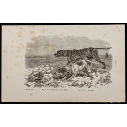 Gravure de 1867 - Chien pointer anglais - 1