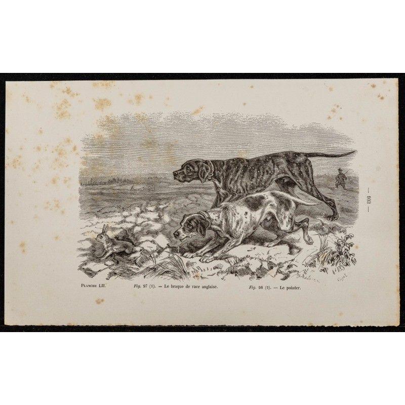 Gravure de 1867 - Chien pointer anglais - 1 Gravure de 1867 - Chien pointer anglais - 1