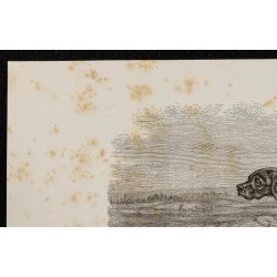 Gravure de 1867 - Chien pointer anglais - 2
